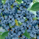 Голдтраубе (позднеспелый) -1