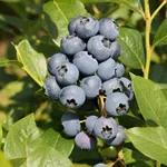 Сиерра (раннеспелый)-1