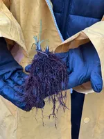 Лемон Квин-3