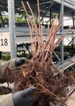 Карамелька-2