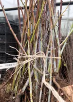 Малина черная Кумберленд-3