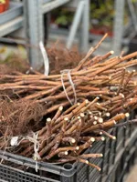 Малиновая гряда-2