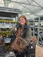 Малиновая гряда-3