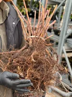 Похвалинка-2