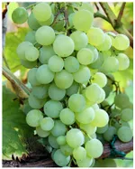 Краса Севера-1