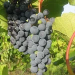 Звезда Потапенко-1