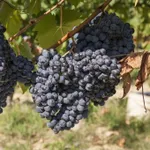 Загадка Шарова-1