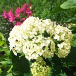 Гортензия древовидная Анабель-2