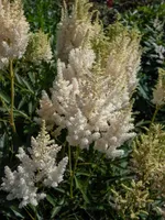 Астильба арендса Виссе Глория-4