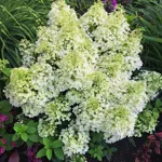 Гортензия метельчатая Бобо-4