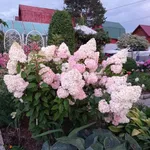 Гортензия метельчатая Фантом-3