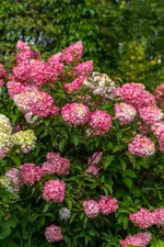 Ванила Фрайз-3