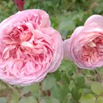 Папи Дельбар-3