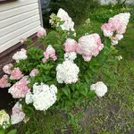 Ванила Фрайз-2