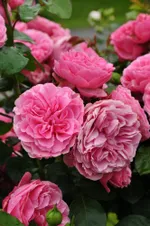 Леонардо да Винчи-1