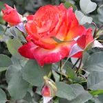 Мидсаммер-1