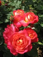 Мидсаммер-2