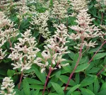 Роджерсия непальская-2