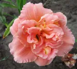 Конго Корал-1