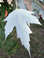 Серебристый клён-1