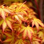 Японский клён-1