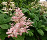 Роджерсия перистая-1