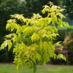 Ясенелистный, или американский клён-1