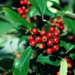 Бриллиант-4