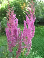 Астильба Давида-1