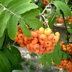 Маравская-2