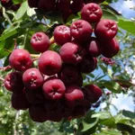 Гранатная-3