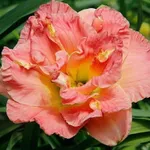 Конго Корал-3