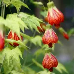 Комнатный клён-3