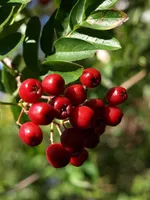 Концентра-1