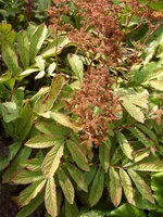 Роджерсия бузинолистная-1