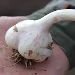 Новосибирский-1