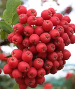 Невежинская-4