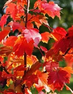 Октобер Глори-4