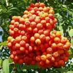 Маравская-4