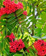 Сахарная Петрова-1