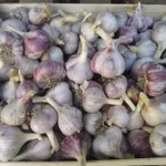 Широколистный 220-1