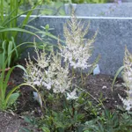 Астильба Дарвин Сноу Спрайт-2