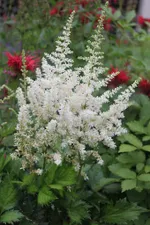 Астильба Дарвин Сноу Спрайт-3