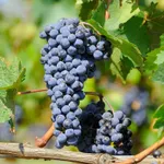 Неретинский-4