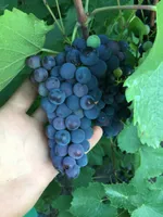 Оленьевский-4