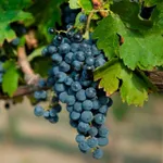 Оленьевский-2