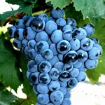 Оленьевский-3