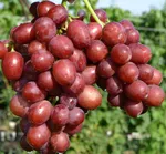 Покровский-2