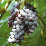 Звезда Потапенко-3