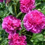 Пион Александр Флеминг-2